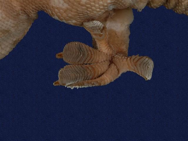 Tokay gecko Collection Image, Figure 8, Total 9 Figures