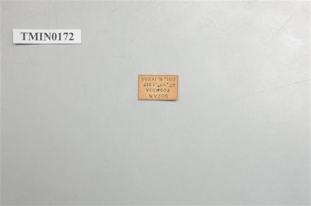 單條深山天牛藏品圖，第4張