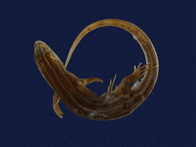 Shanghai Elegant Skink Collection Image, Figure 1, Total 9 Figures