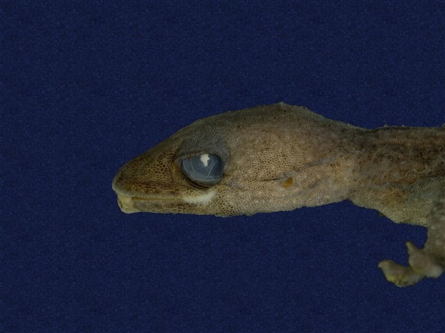鉛山壁虎藏品圖，第8張