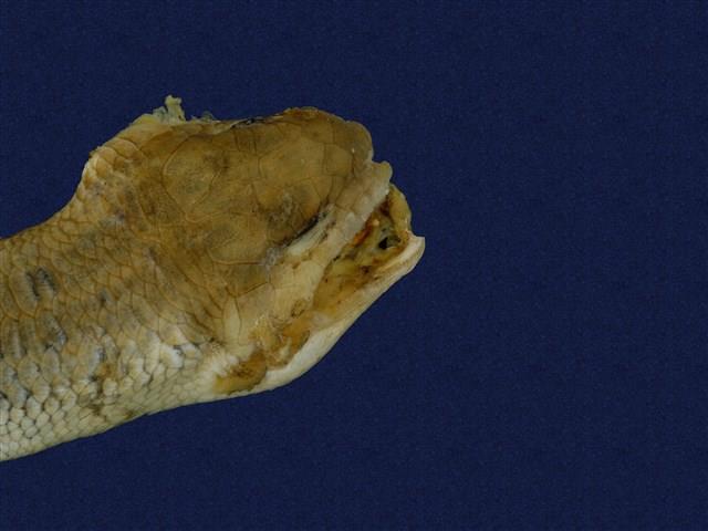 中國石龍子臺灣亞種藏品圖，第6張