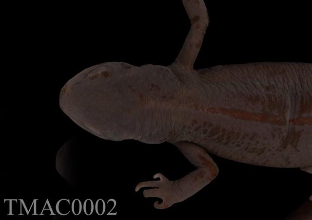 Accession Number:TMAC0002 Collection Image, Figure 11, Total 13 Figures
