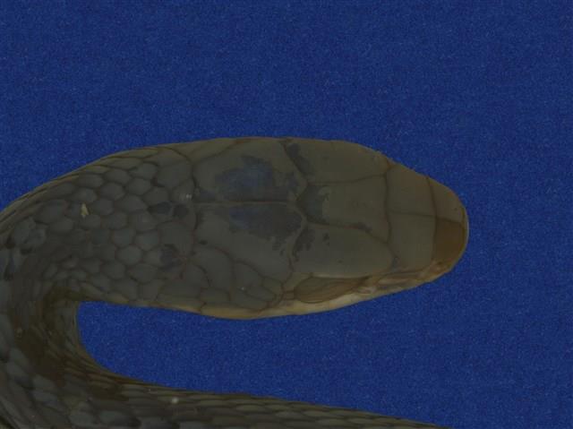 Big-eyed rat snake Collection Image, Figure 8, Total 9 Figures
