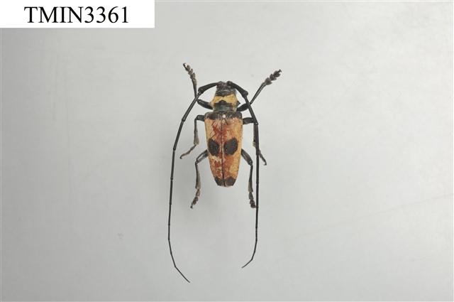 雙瞳黃天牛(蘭嶼粗天牛)藏品圖，第2張