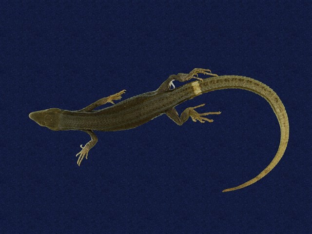 Hsuehshan grass lizard Collection Image, Figure 1, Total 8 Figures