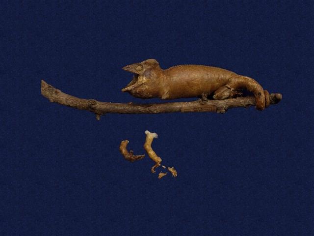 高冠變色龍藏品圖，第1張