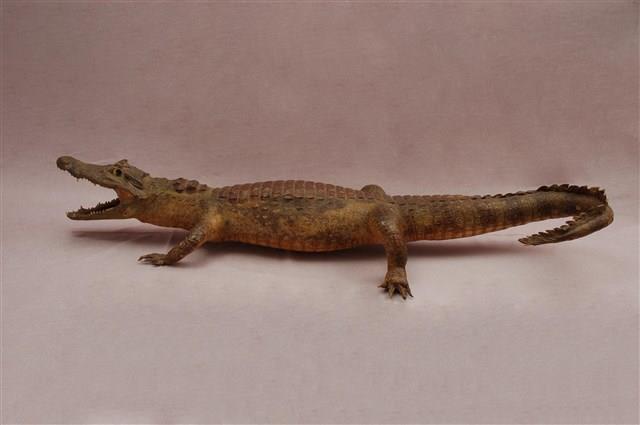 Spectacled caiman Collection Image, Figure 1, Total 15 Figures