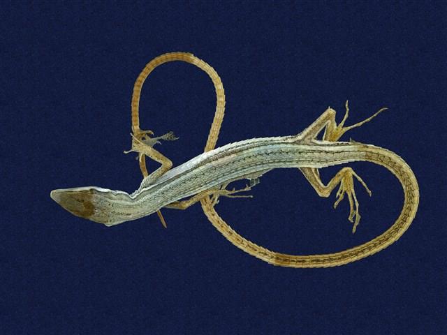 Green Spotted Grass Lizard Collection Image, Figure 1, Total 8 Figures