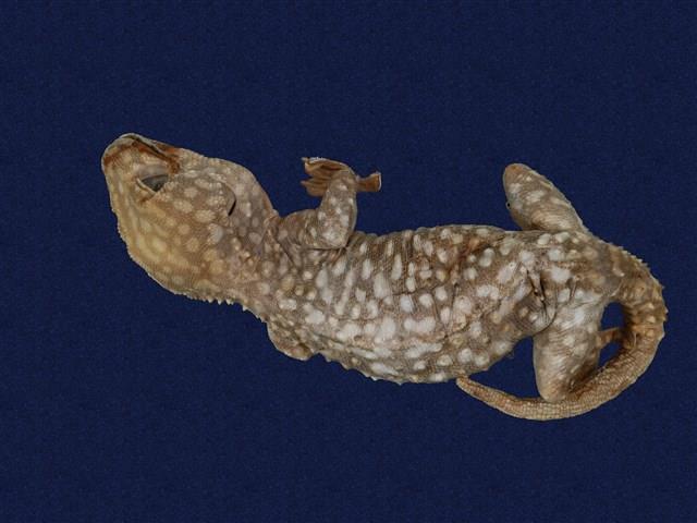 Tokay gecko Collection Image, Figure 1, Total 9 Figures