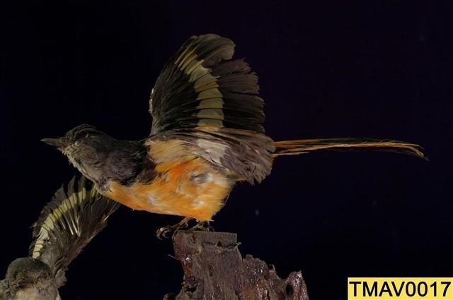 Gray-chinned Minivet Collection Image, Figure 8, Total 11 Figures