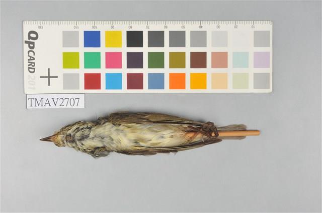 極北柳鶯藏品圖，第10張