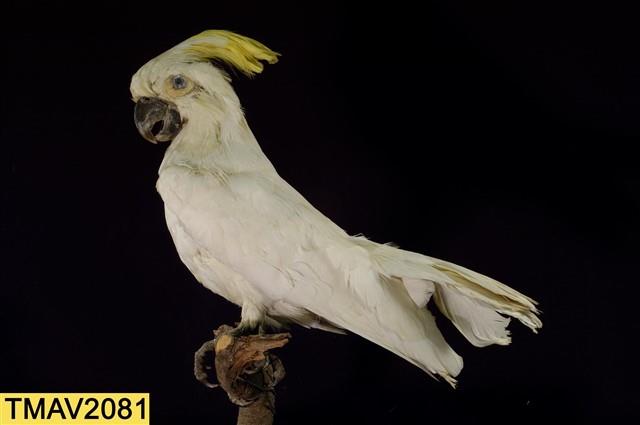 葵花鳳頭鸚鵡藏品圖，第9張