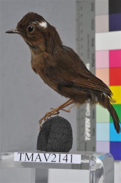 小翼鶇藏品圖，第1張