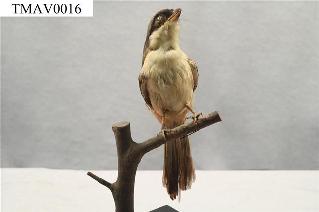Rufous-backed Shrike Collection Image, Figure 3, Total 14 Figures