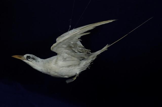 紅尾熱帶鳥藏品圖，第1張