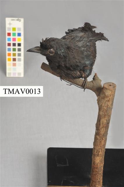 Bronzed Drongo Collection Image, Figure 4, Total 13 Figures