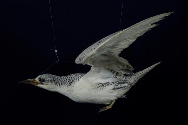 紅尾熱帶鳥藏品圖，第10張