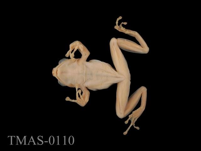 Brauer's tree frog Collection Image, Figure 9, Total 13 Figures