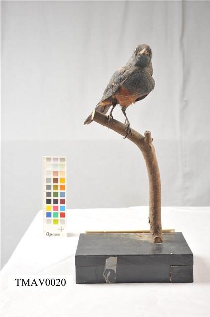 Blue Rock Thrush Collection Image, Figure 4, Total 16 Figures