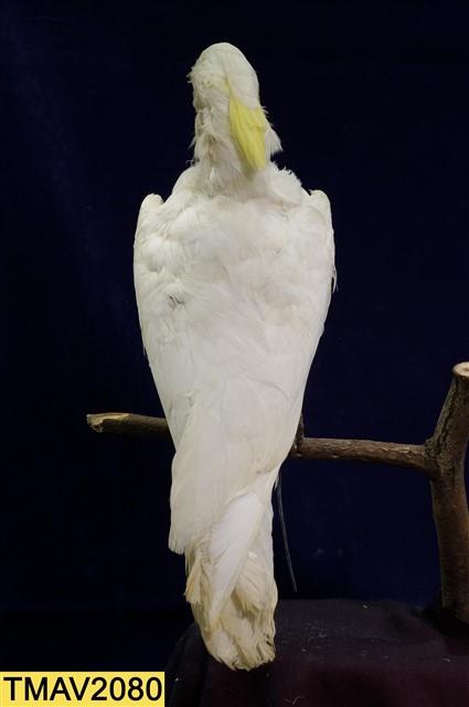 葵花鳳頭鸚鵡藏品圖，第8張