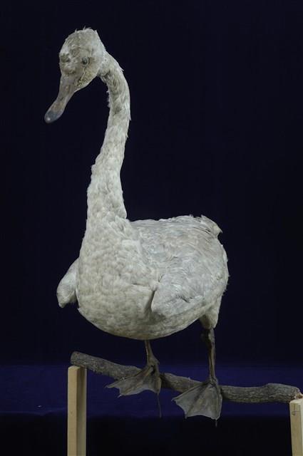 鵠藏品圖，第10張