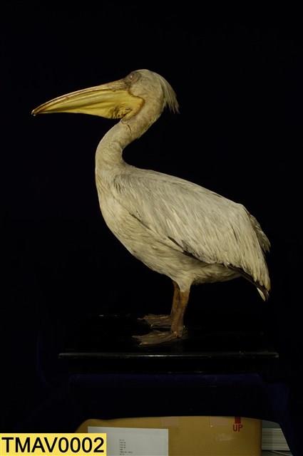 Dalmatian Pelican Collection Image, Figure 8, Total 11 Figures