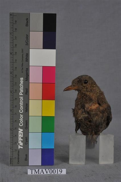 Blue Rock Thrush Collection Image, Figure 4, Total 8 Figures
