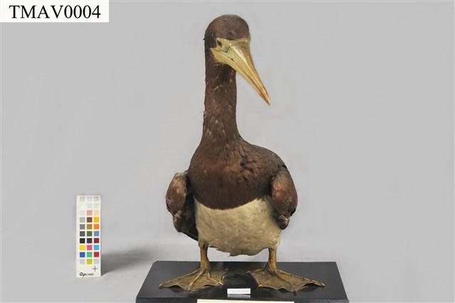 Brown Booby Collection Image, Figure 3, Total 11 Figures