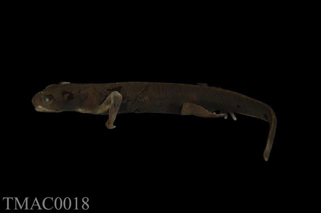 Accession Number:TMAC0018 Collection Image, Figure 9, Total 12 Figures