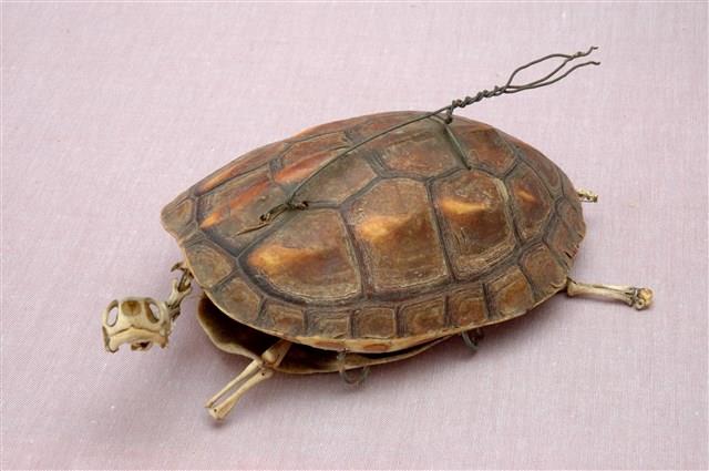 Chinese striped-neck turtle Collection Image, Figure 10, Total 13 Figures