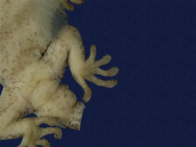 鉛山壁虎藏品圖，第10張
