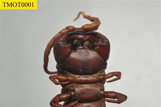 狄漢大蜈蚣藏品圖，第6張