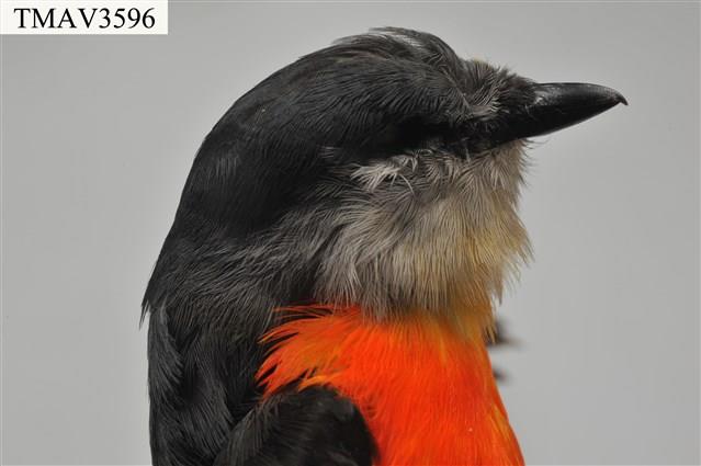 灰喉山椒鳥藏品圖，第7張