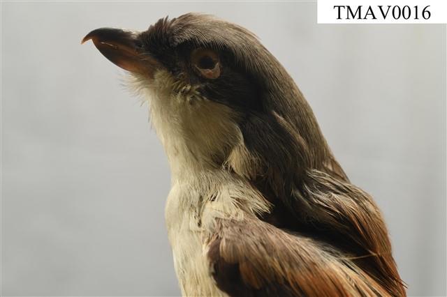 Rufous-backed Shrike Collection Image, Figure 8, Total 14 Figures