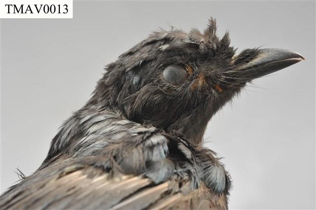 Bronzed Drongo Collection Image, Figure 9, Total 13 Figures