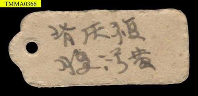 囓齒類頭骨藏品圖，第8張