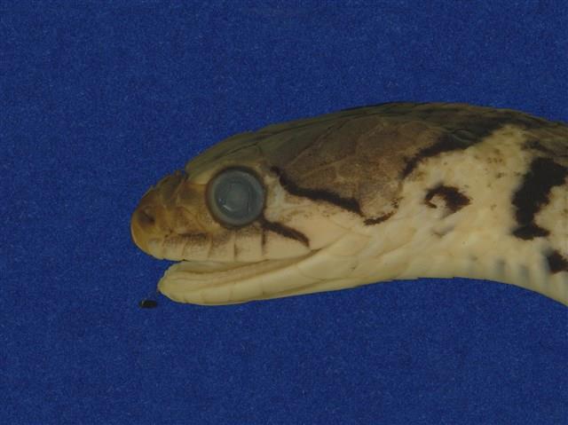 草花蛇藏品圖，第11張