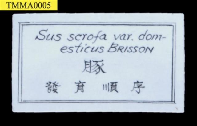 豚(家豬)(發生過程)藏品圖，第7張