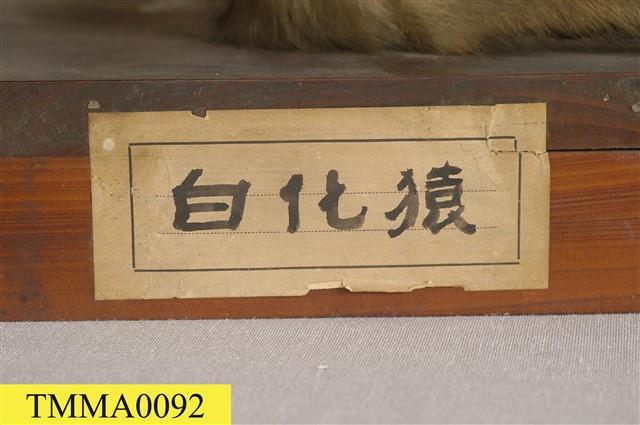 臺灣獼猴藏品圖，第14張