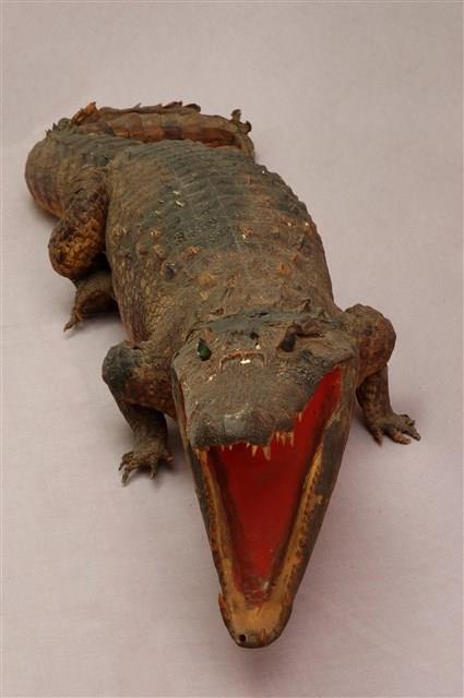 Spectacled caiman Collection Image, Figure 11, Total 15 Figures