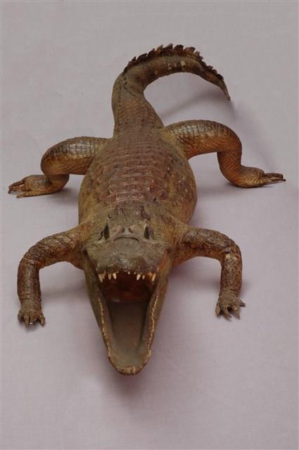 Spectacled caiman Collection Image, Figure 11, Total 15 Figures