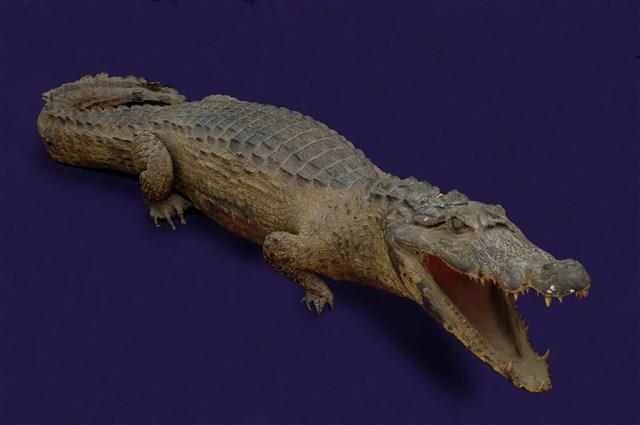 Spectacled caiman Collection Image, Figure 9, Total 12 Figures