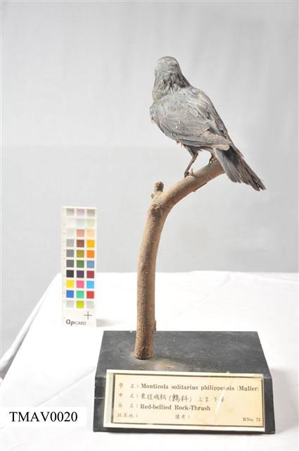 Blue Rock Thrush Collection Image, Figure 10, Total 16 Figures