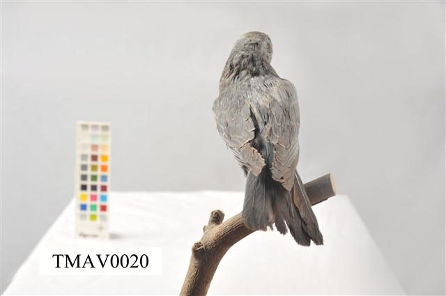 Blue Rock Thrush Collection Image, Figure 9, Total 16 Figures