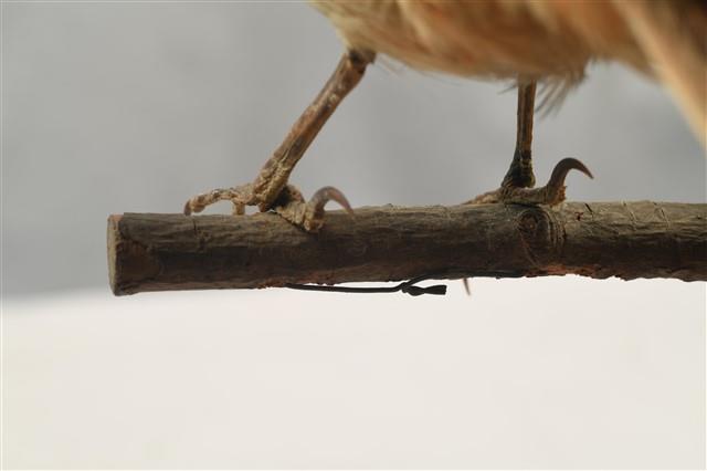 Rufous-backed Shrike Collection Image, Figure 14, Total 14 Figures