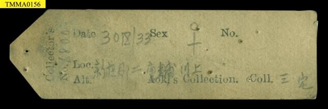 家鼷鼠藏品圖，第18張