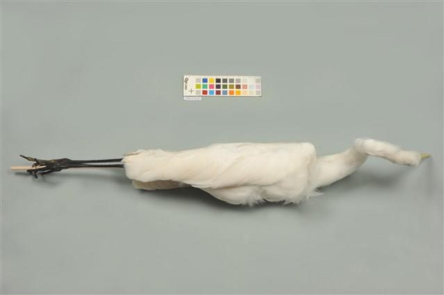 中白鷺藏品圖，第5張