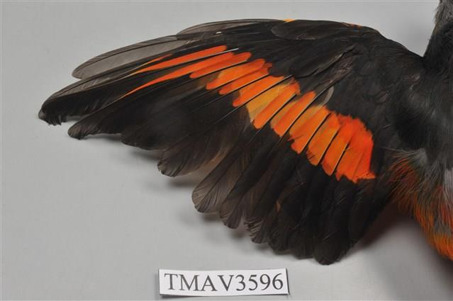 灰喉山椒鳥藏品圖，第5張