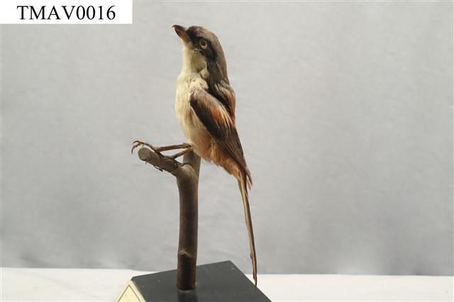 Rufous-backed Shrike Collection Image, Figure 5, Total 14 Figures