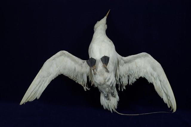 紅尾熱帶鳥藏品圖，第10張